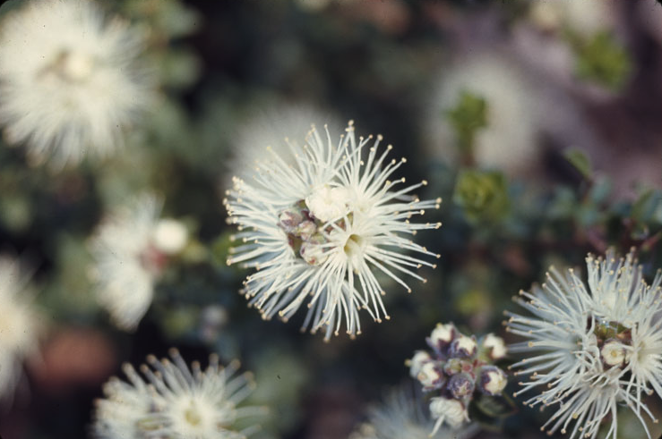 Copyright Australian National Botanic Gardens (Photographer: Lamb, N.)